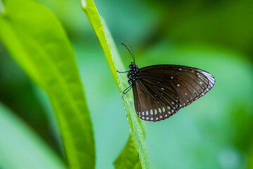 A butterfly on flower in nature