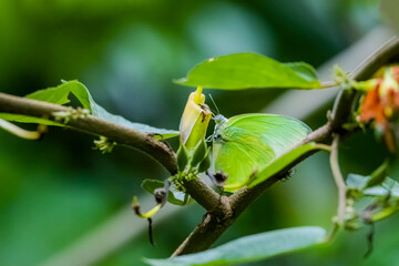 A butterfly on flower in nature
