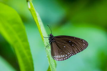 A butterfly on flower in nature