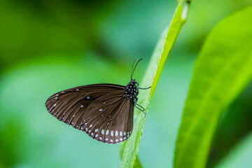 A butterfly on flower in nature