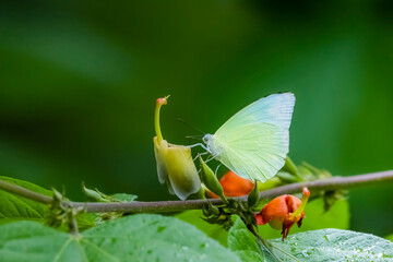 A butterfly on flower in nature
