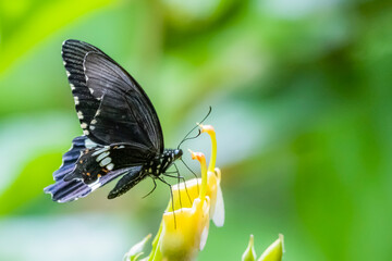 A butterfly on flower in nature
