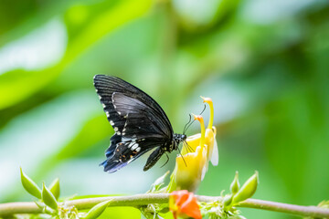 A butterfly on flower in nature