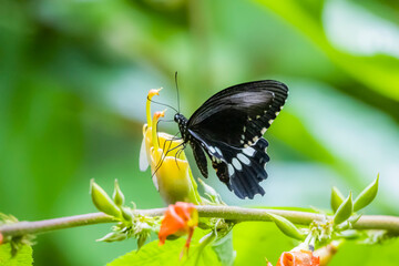 A butterfly on flower in nature