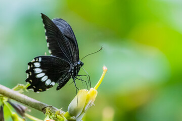 A butterfly on flower in nature