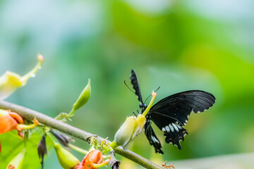 A butterfly on flower in nature