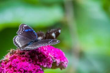 A butterfly on flower in nature