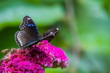 A butterfly on flower in nature