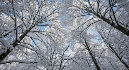 Snow covered trees reaching towards a winter sky
