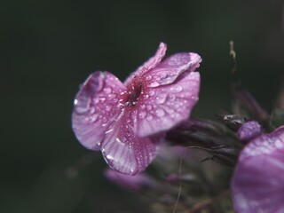 butterfly on flower