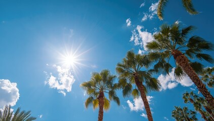 Palm trees reaching for a bright sun