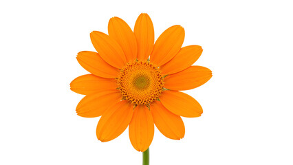 Bright orange mexican sunflower closeup isolated on the transparent background with detailed petals and center