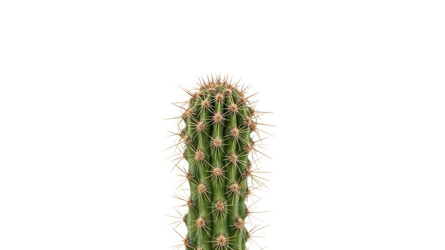 Fototapeta Green cactus with sharp spines isolated on the transparent background for modern botanical and desert themes