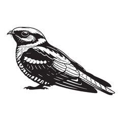 Sharp Nightjar Silhouette – Nightjar Vector Graphic Featuring Distinctive Bird Build – Bird Silhouette – Black Vector of Nightjar

