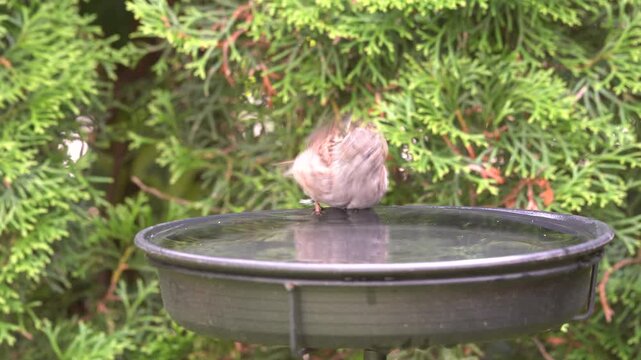 yuong dunnock at the birdbath