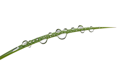 Fresh green blade of grass with water droplets on the transparent background highlighting nature, purity, and minimalism