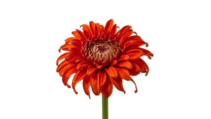 Vibrant orange gerbera daisy with open petals isolated on the transparent background highlighting natural beauty and detail