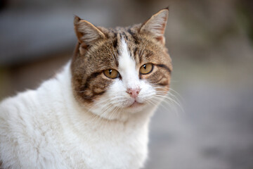 A brown and white cat with striking yellow eyes is gazing at the camera