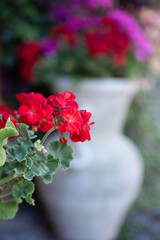 Here we have a closeup view of a beautiful vase filled with red flowers in it