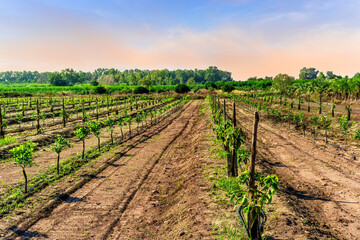beautiful evening garden farmland during sunset with rows of young green growth of fruit trees and lines of plants on rural plantation landscape