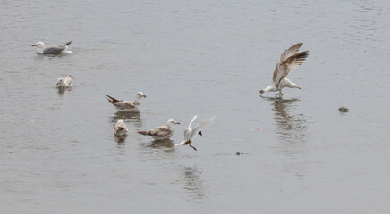 A group of seagulls are swimming in a body of water