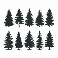 Evergreen trees silhouette perfect for winter design