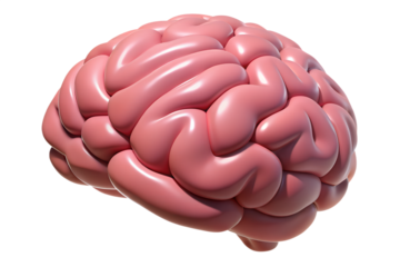 3d rendered illustration of a brain