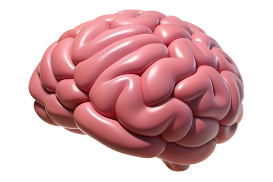 3d rendered illustration of a brain