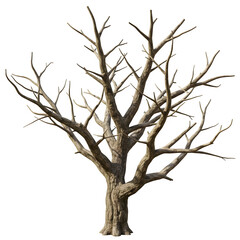 Realistic dry tree branches without leaves, isolated on a white background. Perfect for nature, botanical, and seasonal design projects.