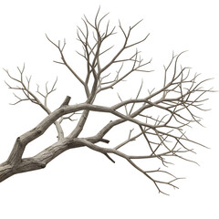 Fototapeta premium Realistic dry tree branches without leaves, isolated on a white background. Perfect for nature, botanical, and seasonal design projects.