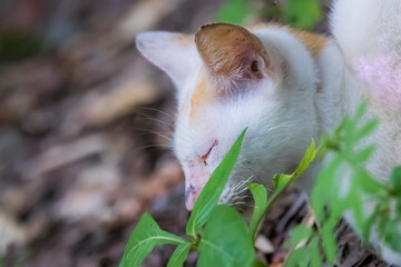 The skinny Thai cat on green field