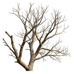 Fototapeta premium Realistic dry tree branches without leaves, isolated on a white background. Perfect for nature, botanical, and seasonal design projects.