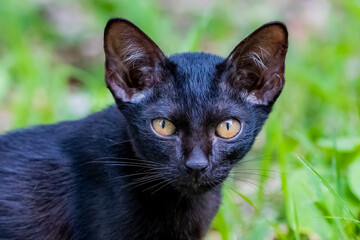 The skinny Thai cat on green field