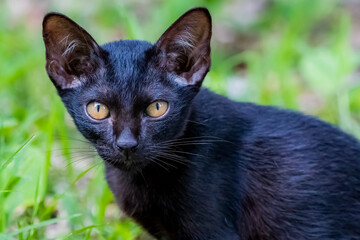 The skinny Thai cat on green field