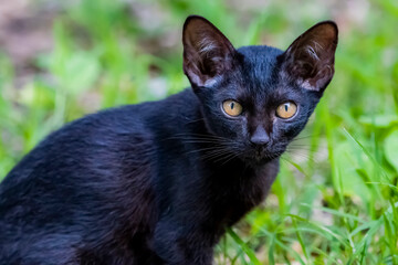 The skinny Thai cat on green field
