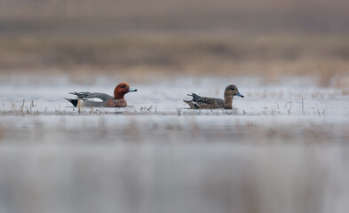 Pair of male and female eurasian wigeons (Mareca penelope)  swim together over some water pond in early spring
