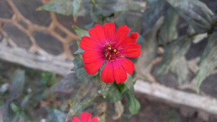 Red zinnia flowers grow on the side of the road