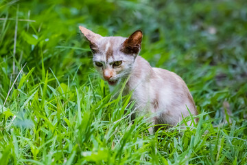 The skinny Thai cat on green field