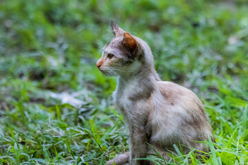 The skinny Thai cat on green field