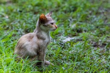 The skinny Thai cat on green field