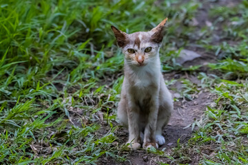 The skinny Thai cat on green field