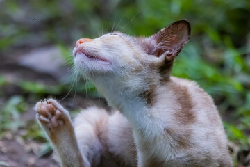 The skinny Thai cat on green field