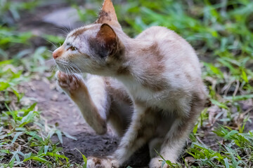 The skinny Thai cat on green field