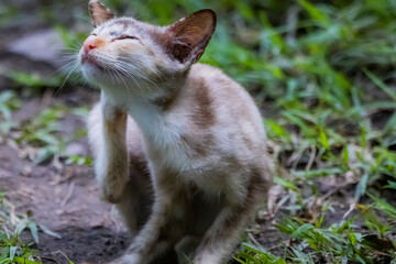 The skinny Thai cat on green field
