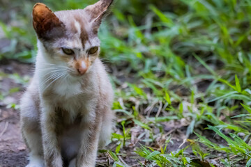 The skinny Thai cat on green field