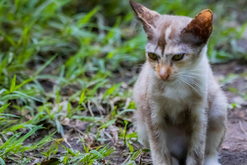 The skinny Thai cat on green field