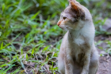 The skinny Thai cat on green field
