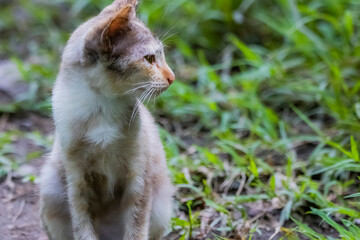 The skinny Thai cat on green field