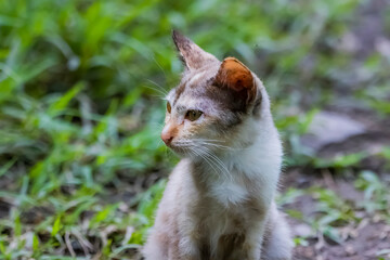 The skinny Thai cat on green field