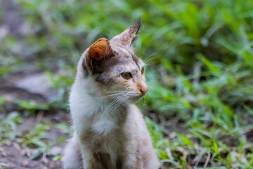 The skinny Thai cat on green field